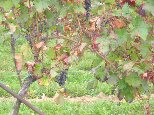 Red grapes and Fall colors.